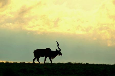 Angry neighbours, game sales in jeopardy as Addo’s foot-and-mouth disease crisis deepens