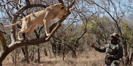 To Peter Flack: hunting plays no role in conservation