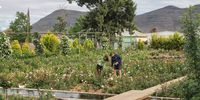 Sophia and Jaco van Heerden in their massive rose garden, fed by the water furrow. Image: Chris Marais