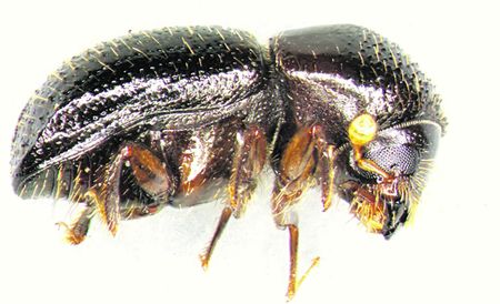 Boring to death: Meet the rampant beetle posing a huge threat to historic Cape trees