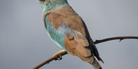 European Roller in the Kruger Park. Image: Val Graham