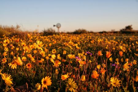 Nieuwoudtville: A blooming marvel to behold in the springtime