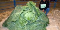 The heaviest cabbage weighed 62.71 kg (138.25 lb) and was presented at the Alaska State Fair by Scott A. Robb (USA) in Palmer, Alaska, USA, on 31 August 2012. Photo: guinessworldrecords.com