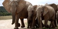 Elephants do not respond to hashtags or opinion writers