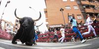 A bull falls to the ground during the so called 'Pamplona Chica' bull run in San Sebastian de los Reyes, Madrid, Spain, 25 August 2025.  EPA/DAVID FERNANDEZ