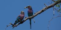  Lilac-breasted roller - Gotcha. Image: Ivan de la Rey