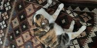  Camouflaged neighbour’s Bella on our carpet. Image: Chris Heymans
