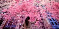 A woman swipes her hand through the air to manipulate the falling digital blossom during the premiere showing of "Nature's Confetti" at Outernet London on April 03, 2024 in London, England. Outernet's Blossom campaign is injecting flower power into London's commercial hub, immersing audiences in a 360-degree experience of 'nature's confetti' at the flagship Now Building on Tottenham Court Road. (Photo by Leon Neal/Getty Images)
