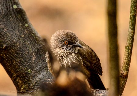 Bush magic — a two-week deep dive into the Kruger National Park