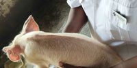 An NSPCA inspector assesses the state of a piglet at Baviaanspoort Correctional Centre . (Photo: NSPCA)