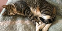 Cat stretch. Photographer: Marina Eilers