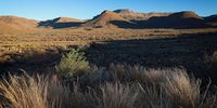 Early morning in the Karoo. Photographer: Peter Strydom