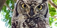 Spotted eagle owl, Silbury Hill, Mbombela. Photographer: Derek Reynish