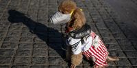 epa08234154 A dog wearing a face mask sits on the street in Guangzhou, Guangdong, China, 21 February 2020. The disease COVIDF-19, caused by coronavirus SARS-CoV-2, has so far killed 2,247 people with over 76,200 infected worldwide.  EPA-EFE/ALEX PLAVEVSKI