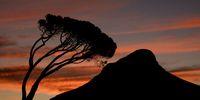 Last butst of summer before autumn - still life, Lions Head with Umbrella Pineead.  Photographer: Lucinda Jolly</p>
<p>P4U_readersubmission_20250321