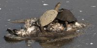epa09663480 Sea turtles sit on a dead crane at the waters of the Hula Lake in the Hula Valley Nature Reserve, northern Israel, 02 January 2022.The Israeli Ministry of Health has closed the Hula Nature Reserve and tourist site to prevent a nationwide outbreak of H5N1 type Avian Influenza (bird flu), after 5,500 to 6, 000 migratory common cranes have died with bird flu, out of the 24,000 common cranes which populate the Hula Lake at this time of the year, according to Amir Atler of the Israeli Agriculture Ministry on 02 January. This is the first time Israel is facing the virus at such a scale as chicken farms in the area have also been affected although exact numbers are not available yet, added Atler. The ministry of agriculture and rural development has warned ?the virus can infect humans who come into close contact with infected animals?.  EPA-EFE/ABIR SULTAN ATTENTION: This Image is part of a PHOTO SET