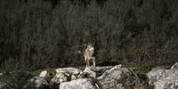 A wolf at the Iberian Wolf Center of Castilla y León in Robledo de Sanabria, Spain, on Wednesday, Feb. 28, 2024. Protecting the predator is a part of the European Union's 1 trillion-euro bid to make the continent climate neutral by 2050, but some farmers and politicians want to make it easier to hunt the animal attacking their flocks. Photographer: Maria Contreras Coll/Bloomberg via Getty Images