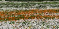 Potsberg during a previous flowering season. Photographer: Annalene Sadie