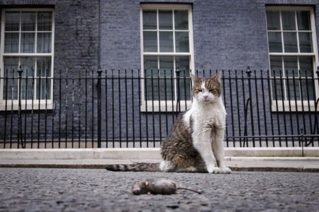 Larry, the Downing Street cat, and more from around the world