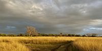 Fields of gold. Photographer: Annie nicolson