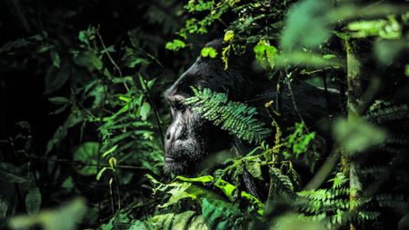 Meeting the gentle, magical spirits of the African rainforest