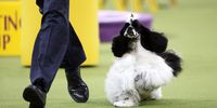 NEW YORK, NEW YORK - FEBRUARY 11: A dog competes during the 149th Annual Westminster Kennel Club Dog Show – Junior Showmanship, Group Judging (Sporting, Working, Terrier) + Best in Show at Madison Square Garden on February 11, 2025 in New York City.  (Photo by Sarah Stier/Getty Images for Westminster Kennel Club)