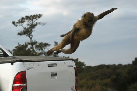 Surreal safaris – a real Kruger adventure goes beyond spotting the Big Five