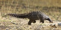 Pangolins appear to be able to carry the coronavirus without becoming sick. (Photo: Gallo Images)