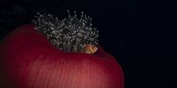 Pink anemonaefish, Palau, Micronesia. (Photo: Peter & Beverly Pickford Wildlife Photography)