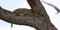 Leopard cub on the Phabeni Road. Photographer: Karen Feinstein