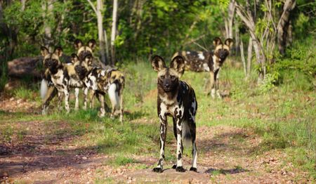 ‘Devastating loss to conservation’ as six endangered African wild dogs poisoned in the Waterberg