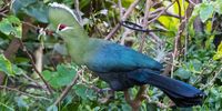 A Knysna Turaco (Lourie) (Tauraco corythaix) in our Bathurst garden. Photographer: Neville Lance