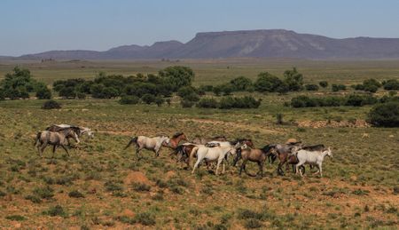 Karoo Keepsakes — Racehorse Legends, Dashing Dassies, Dancing Cranes, Sock Puppets and the Manners of Meerkats