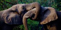 Elephant love. Photographer: Jacqueline Nel