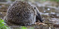 Hedgehog preparing for hibernation in the Northern Hemisphere. Photographer: Caroline Rowbottom