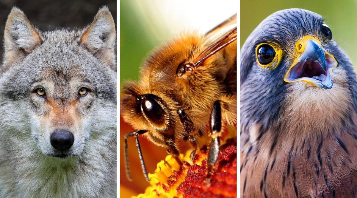 Top scientists declare animals conscious – they feel pain, joy and sadness
