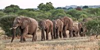 Consumptive use of elephants is problematic in that it favours short-term economic revenue over long-term ecological sustainability, the writer argues. (Photo: Don Pinnock)