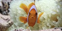 Anemonefish nestled in its bleached anemone. (Photo: Derek Manzello / Khaled bin Sultan Living Oceans Foundation)