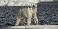 Polar Bear emerging onto ice floe, Svalbard. (Photo: Peter & Beverly Pickford Wildlife Photography)