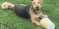 Layla opening her welcome home present.