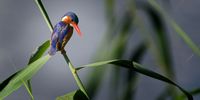 Malachite Kingfisher. Image: Glyn Davies