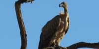 I spy with my beady eye, Lappet faced vulture Namibia. Image: Jane Turner