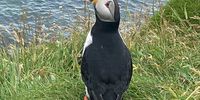 Atlantic puffin, Island of Staffa, Inner Hebrides, Scotland. Image: Alan Dodson