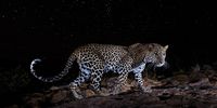 Starlit Leopard. I spent more than a year photographing leopards in Kenya's Laikipia County. All images were taken using a high-quality camera trap system that I developed myself for photographing elusive and nocturnal wildlife. One of the leopards in this area is a very rare melanistic individual – a black panther. Prior to this project, a black leopard had not been scientifically documented in Africa for more than 100 years. The normal ‘spotty’ leopards shown in this series are thought to be the parents of the black leopard. Working exclusively at night allowed me to get creative with lighting. In some images, I used dramatic, studio-like lighting, while in others I balanced my flash with ambient moonlight or even exposed stars in the night sky. Working with such an unusual black animal in the black of night was both a great challenge and a wonderful opportunity to experiment with light. © Will Burrard-Lucas, United Kingdom, Shortlist, Professional, Wildlife & Nature, 2021 Sony World Photography Awards