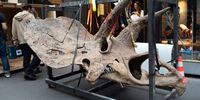 PARIS, FRANCE - AUGUST 31: A view of the skull of a triceratops exposed ahead of its auction sale at Drouot auction house in October on August 31, 2021 in Paris, France. "Big John", the largest known triceratops, over 66 million years old and with an 8-meter long skeleton, is on display in Paris until 20 October, before an auction the following day at Hotel Drouot. The skeleton of the huge 'Big John' triceratops found on a ranch in Montana in the United States and acquired in the raw state. (Photo by Aurelien Meunier/Getty Images)