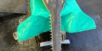The heavy head of the sawfish, with a 70 cm snout, had to be dragged on a canvas to the museum vehicle. (Photo: Supplied)