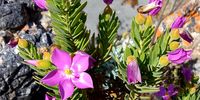 Blooms on the Hermanus coastal path. Image: Anneen Steyn-Durand 