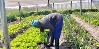 An urban farmer checks the crop at Moya we Khaya, one of the stops on a tour run by Uthando (Love) South Africa. The farmers hope to build a state-of-the-art agrihub to attract more tourists as well as drive agri-education. (Photo: Naledi Sikhakhane)<br>