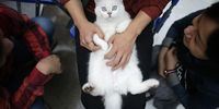 A British Shorthair cat is held during the TICA international cat show at the Aoshan Shiji Plaza on October 22, 2016 in Wuhan, Hubei province, China.  (Photo by Wang He/Getty Images)