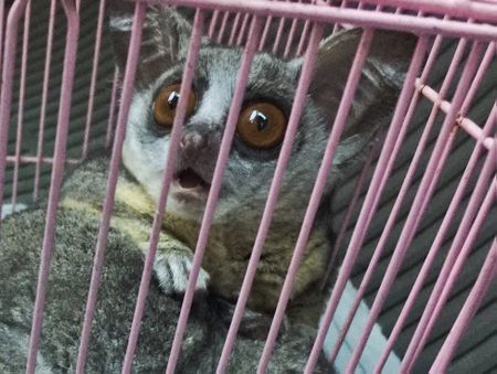 Horrific cruelty – legal trade and lack of protection are decimating South Africa’s primates